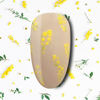 BLOOMING MIMOSA BLOOMING MIMOSA